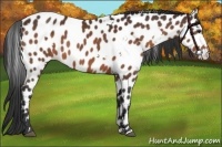 Horse Color:White Spotted Brown Appaloosa 
