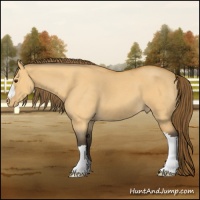 Horse Color:Buckskin Roan Dun Appaloosa 