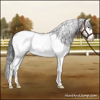 Horse Color:White Spotted Bay 