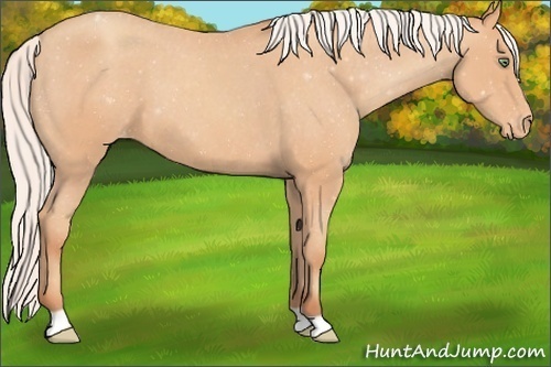 Horse Color:Silver Amber Champagne Varnish 