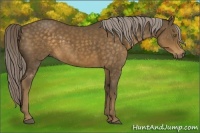 Horse Color:Chocolate Palomino 