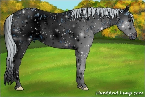 Horse Color:ERROR: UNKNOWN ANOMALY