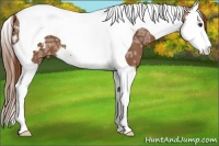 Horse Color:Chestnut Ice Splash Tobiano Appaloosa 