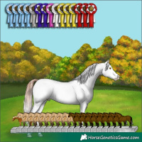 Horse Color:Sable Champagne Dun Appaloosa Rabicano Brindle 