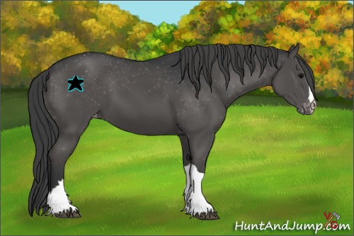 Horse Color:Black Appaloosa 