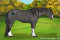 Horse Color:Black Appaloosa