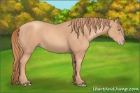 Horse Color:Gold Champagne 