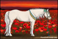 Horse Color:Cremello 