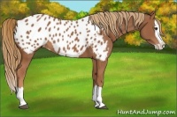 Horse Color:Chestnut Splash Appaloosa 