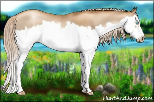 Horse Color:Gray Gold Cream Champagne Pearl Splash Frame 