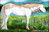 Horse Color:Gray Gold Cream Champagne Pearl Splash Frame 