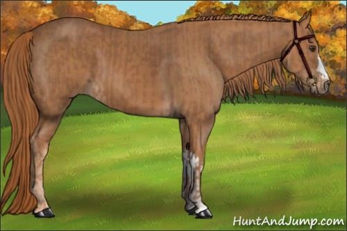 Horse Color:Chestnut and Chestnut