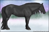 Horse Color:Black Rabicano