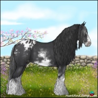 Horse Color:White Spotted Blue Roan Splash Frame Appaloosa 