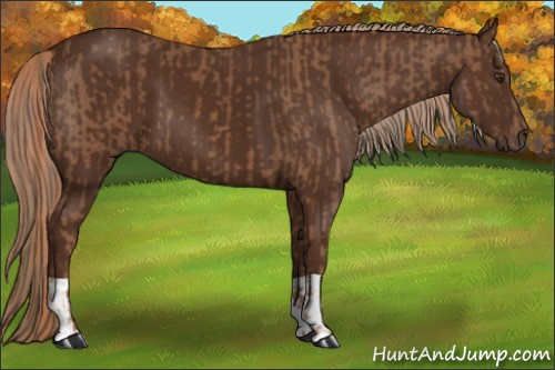 Horse Color:Chestnut and Gray Chestnut