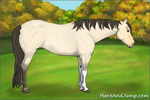 Horse Color:Buckskin Roan Dun 