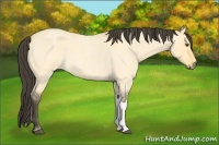 Horse Color:Buckskin Roan Dun 