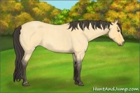 Horse Color:Buckskin Roan Dun 
