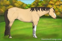 Horse Color:Buckskin Roan Dun 