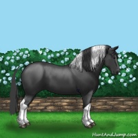 Horse Color:Black Tobiano 