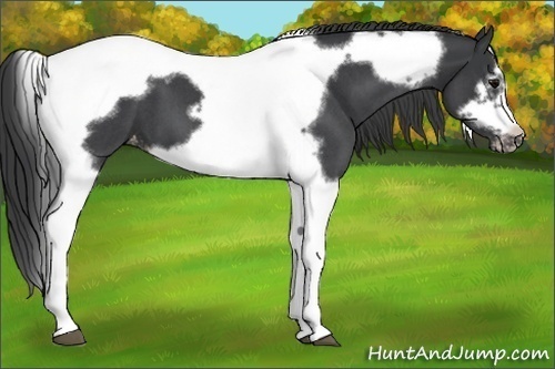 Horse Color:Blue Roan Splash Tobiano Frame Appaloosa