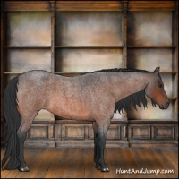 Horse Color:Bay Roan 