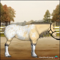 Horse Color:Buckskin Near Leopard