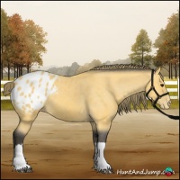 Horse Color:Buckskin Appaloosa 