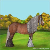 Horse Color:Bay Rabicano  and Silver Bay Rabicano 