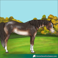 Horse Color:Liver Chestnut Splash 