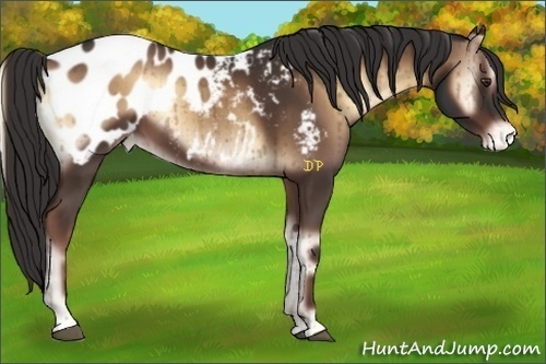 Horse Color:Liver Red Onyx Appaloosa Brindle 