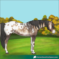 Horse Color:Liver Red Onyx Appaloosa Brindle 