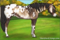 Horse Color:Liver Red Onyx Appaloosa Brindle