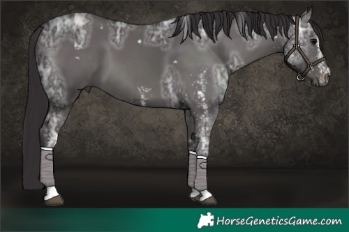 Horse Color:White Spotted Smoky Black Ice 
