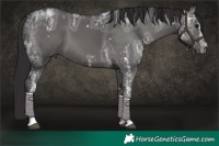 Horse Color:White Spotted Smoky Black Ice 