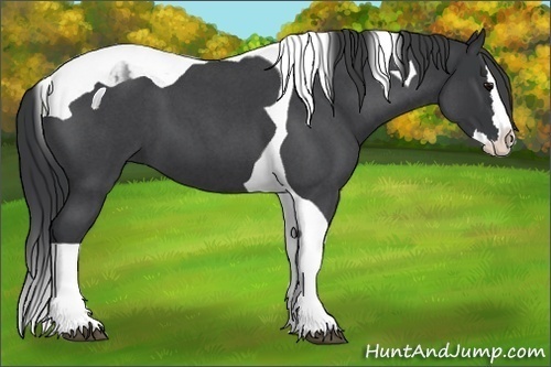 Horse Color:Blue Roan Splash Tobiano 