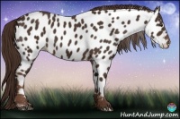 Horse Color:Liver Chestnut Appaloosa