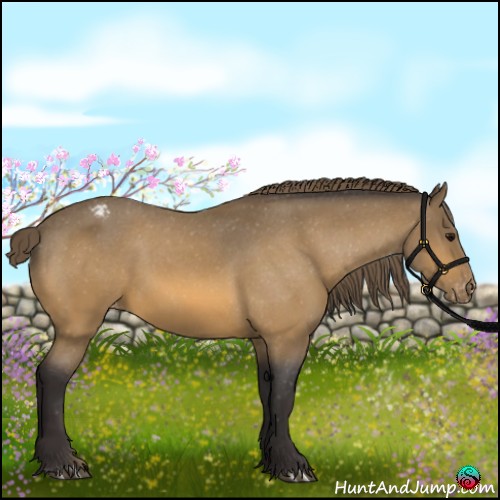 Horse Color:Buckskin Appaloosa 