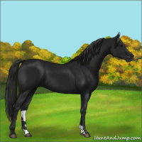 Horse Color:Gray Black 