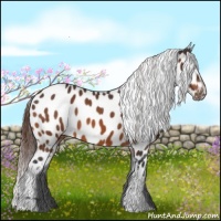 Horse Color:Brown Appaloosa 
