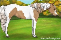 Horse Color:Chestnut Tobiano