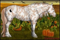 Horse Color:Gold Champagne Appaloosa  and Gold Champagne Appaloosa 