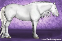 Horse Color:White Spotted Gold Cream Champagne 