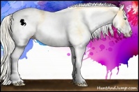 Horse Color:White Spotted Gold Cream Champagne 