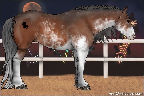 Horse Color:Bay Sabino 