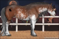 Horse Color:Bay Sabino 