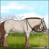 Horse Color:Red Dun Roan 