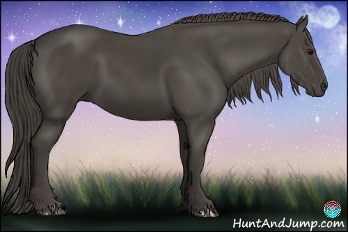 Horse Color:Smoky Black 