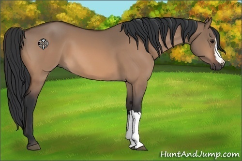 Horse Color:Bay Dun