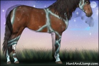 Horse Color:Thunderstruck Buckskin 